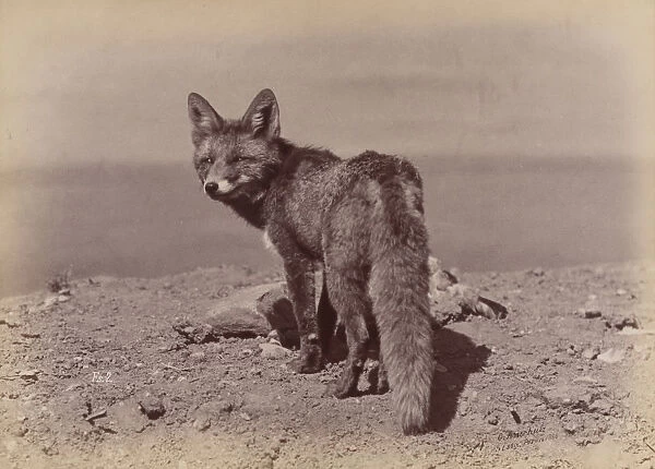 [Fox], 1886. Creator: Ottomar Anschütz