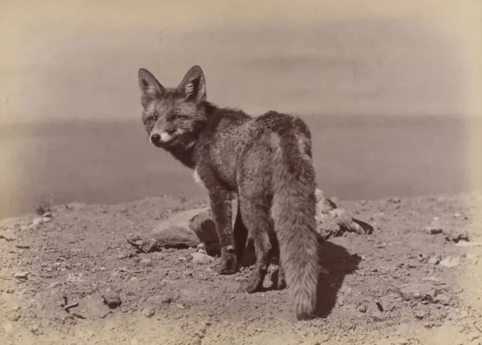 Framed Print : [Fox], 1886. Creator: Ottomar Anschütz