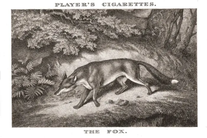 Framed Print : The Fox, (1924). Creator: Unknown Framed Print : The Fox, (1924). Creator: Unknown