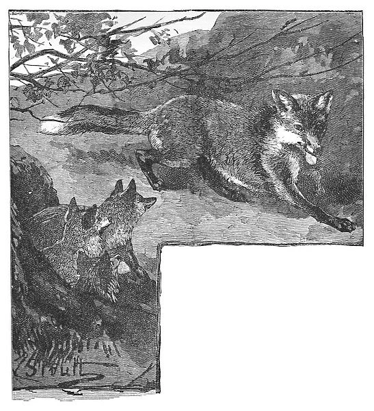 The Fox and her Cubs, c1900. Artist: Helena J. Maguire