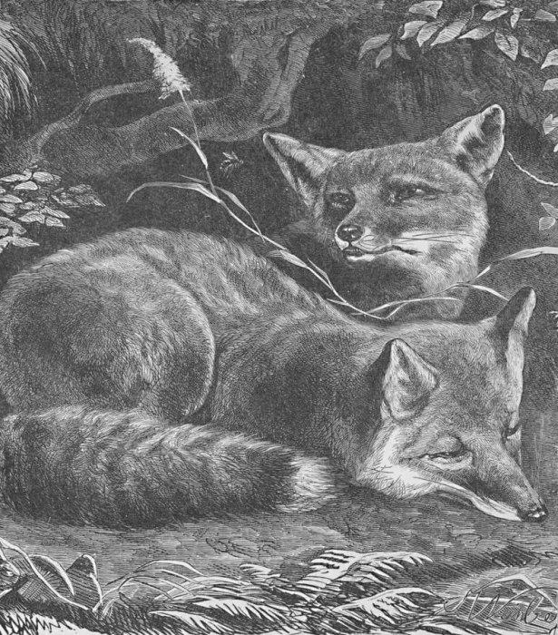 Framed Print : The Fox at Home, c1900. Artist: Helena J. Maguire Framed Print : The Fox at Home, c1900. Artist: Helena J. Maguire