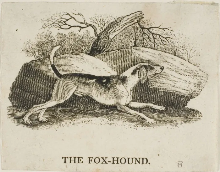 Framed Print : Fox Hound, n. d. Creator: Thomas Bewick Framed Print : Fox Hound, n. d. Creator: Thomas Bewick