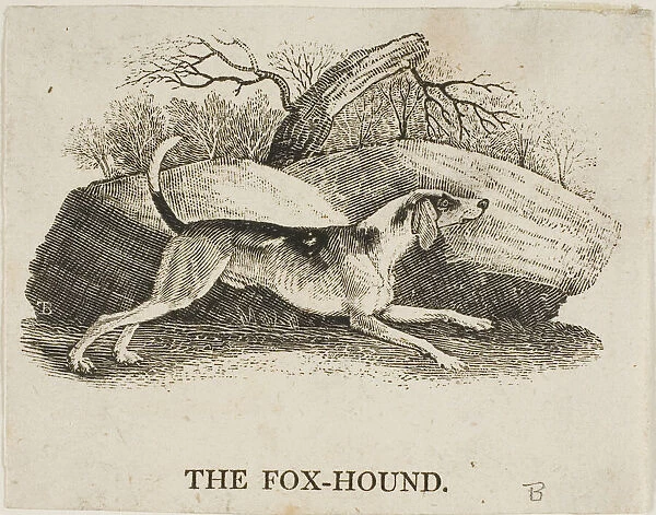Fox Hound, n.d. Creator: Thomas Bewick