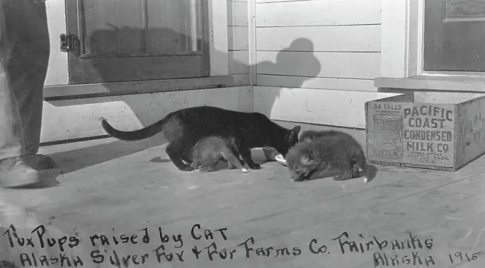 Framed Print : Fox pups raised by cat at Alaska Silver Fox and Fur Farms Co. between c1900 and c1930. Creator: Unknown Framed Print : Fox pups raised by cat at Alaska Silver Fox and Fur Farms Co. between c1900 and c1930. Creator: Unknown