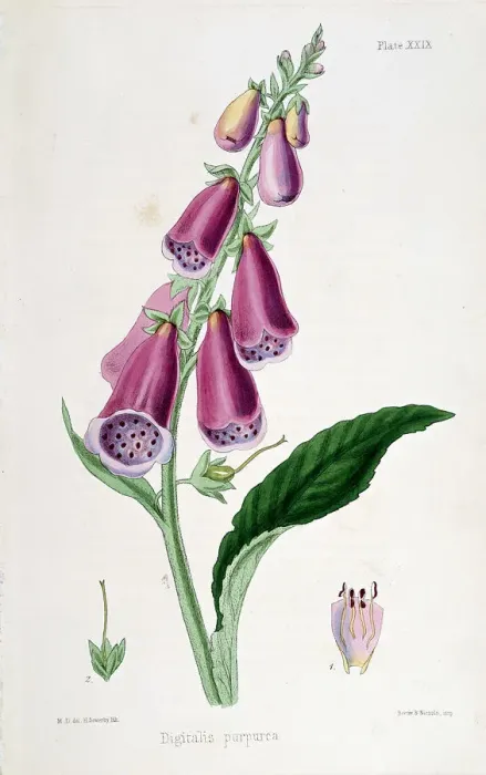 Framed Print : Foxglove (Digitalis purpurea), 19th century Framed Print : Foxglove (Digitalis purpurea), 19th century