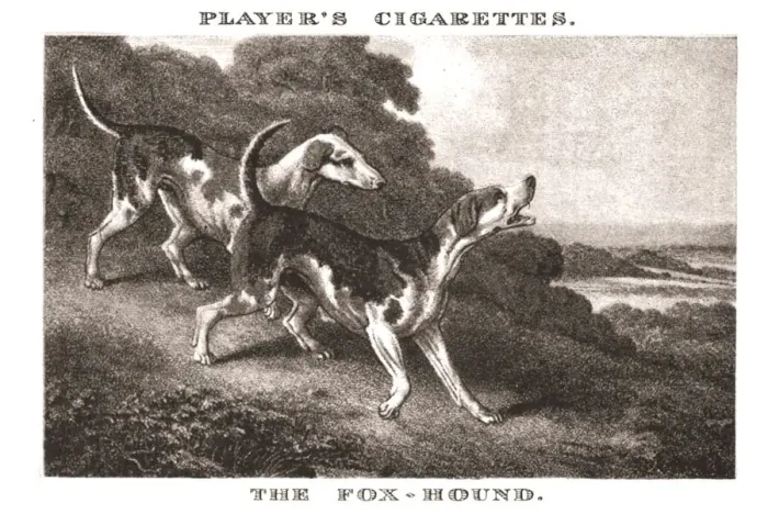 Framed Print : The Foxhound, (1924). Creator: Unknown Framed Print : The Foxhound, (1924). Creator: Unknown