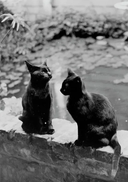 Framed Print : Frances Benjamin Johnston's cats, Herman and Vermin...New Orleans house, Louisiana, c1945 - 1950. Creator: Frances Benjamin Johnston Framed Print : Frances Benjamin Johnston's cats, Herman and Vermin...New Orleans house, Louisiana, c1945 - 1950. Creator: Frances Benjamin Johnston