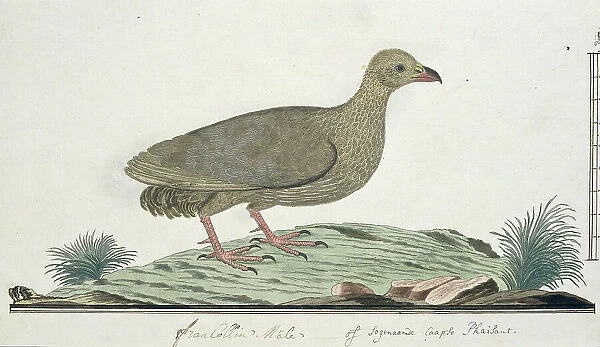 Francolinus capensis (Cape spurfowl or Cape francolin), c.1778. Creator: Robert Jacob Gordon