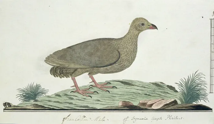 Framed Print : Francolinus capensis (Cape spurfowl or Cape francolin), c.1778. Creator: Robert Jacob Gordon Framed Print : Francolinus capensis (Cape spurfowl or Cape francolin), c.1778. Creator: Robert Jacob Gordon