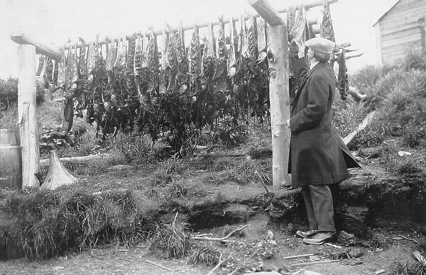 Frank G. Carpenter examining drying salmon, between c1900 and 1916. Creator: Unknown