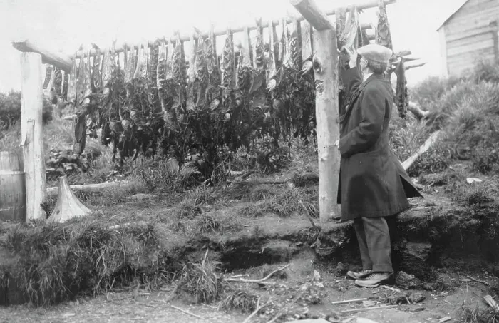Framed Print : Frank G. Carpenter examining drying salmon, between c1900 and 1916. Creator: Unknown Framed Print : Frank G. Carpenter examining drying salmon, between c1900 and 1916. Creator: Unknown