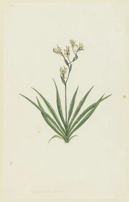 Framed Print : Freesia viridis (Aiton) Goldblatt & J.C. Manning, 1777-1786. Creator: Robert Jacob Gordon. Freesia viridis (Aiton) Goldblatt & J.C. Manning, 1777-1786. Creator: Robert Jacob Gordon Framed Print : Freesia viridis (Aiton) Goldblatt & J.C. Manning, 1777-1786. Creator: Robert Jacob Gordon. Freesia viridis (Aiton) Goldblatt & J.C. Manning, 1777-1786. Creator: Robert Jacob Gordon