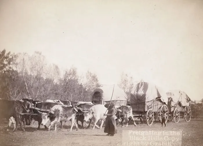 Framed Print : Freighting in the Black Hills, between 1887 and 1892. Creator: John C. H. Grabill Framed Print : Freighting in the Black Hills, between 1887 and 1892. Creator: John C. H. Grabill