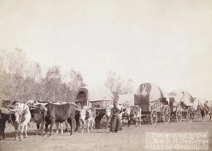 Framed Print : Freighting in the Black Hills, between 1887 and 1892. Creator: John C. H. Grabill Framed Print : Freighting in the Black Hills, between 1887 and 1892. Creator: John C. H. Grabill
