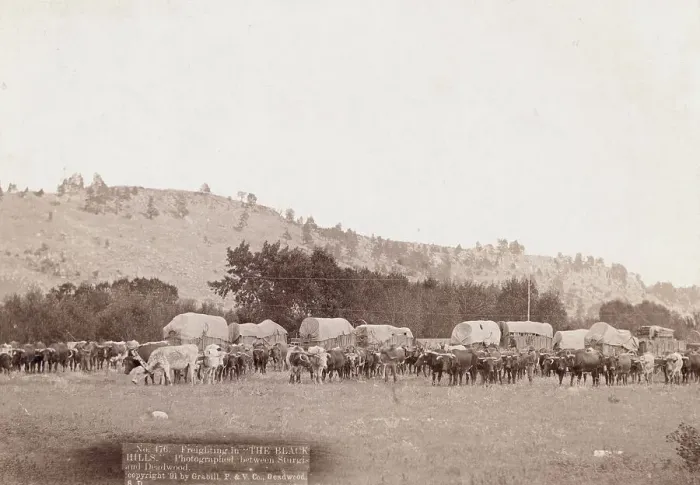 Framed Print : Freighting in The Black Hills Photographed between Sturgis and Deadwood, 1891. Creator: John C. H. Grabill. Freighting in The Black Hills Photographed between Sturgis and Deadwood, 1891. Creator: John C. H. Grabill Framed Print : Freighting in The Black Hills Photographed between Sturgis and Deadwood, 1891. Creator: John C. H. Grabill. Freighting in The Black Hills Photographed between Sturgis and Deadwood, 1891. Creator: John C. H. Grabill