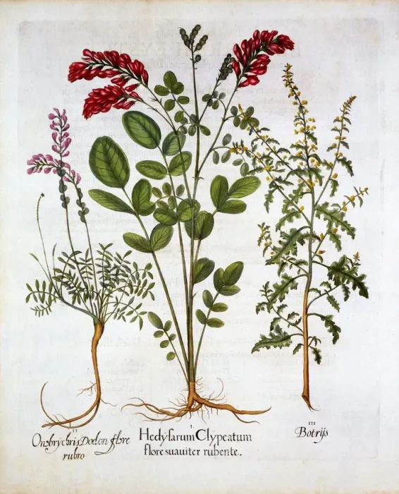 Framed Print : French Honeysuckle, Common Sainfoin and Feather Geranium / Jerusalem Oak, from Hortus Framed Print : French Honeysuckle, Common Sainfoin and Feather Geranium / Jerusalem Oak, from Hortus