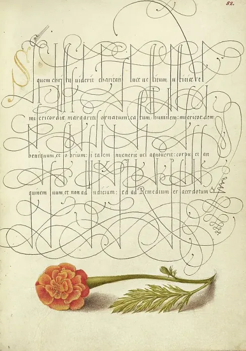Framed Print : French Marigold; Mira calligraphiae monumenta, 1561-1562; illumination added 1591-1596. Creator: Joris Hoefnagel Framed Print : French Marigold; Mira calligraphiae monumenta, 1561-1562; illumination added 1591-1596. Creator: Joris Hoefnagel