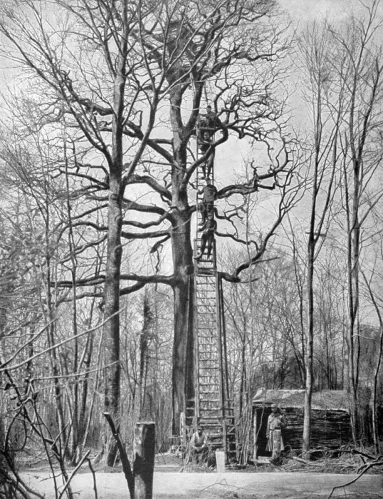 Framed Print : French observation post in a tree, France, World War I, 1915 Framed Print : French observation post in a tree, France, World War I, 1915