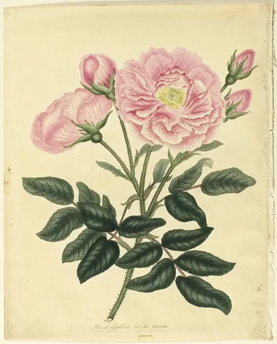 Framed Print : French Rose, 1806. Creator: Henry C Andrews Framed Print : French Rose, 1806. Creator: Henry C Andrews