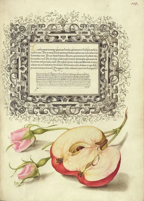 Framed Print : French Rose and Apple, 1561-1562; illumination added 1591-1596. Creator: Joris Hoefnagel Framed Print : French Rose and Apple, 1561-1562; illumination added 1591-1596. Creator: Joris Hoefnagel