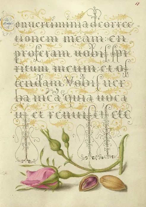 Framed Print : French Rose and Pistachio; Mira calligraphiae monumenta, 1561-1562; illumination added 1591-1596. Creator: Joris Hoefnagel