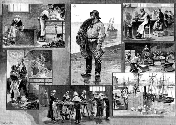 Framed Print : The French Sardine Industry, 1890. Creator: R. Taylor Framed Print : The French Sardine Industry, 1890. Creator: R. Taylor