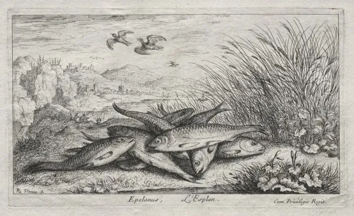 Framed Print : Fresh Water Fish, Part II: Epelanus, L Esplan. Creator: Albert Flamen (Flemish, c Framed Print : Fresh Water Fish, Part II: Epelanus, L Esplan. Creator: Albert Flamen (Flemish, c