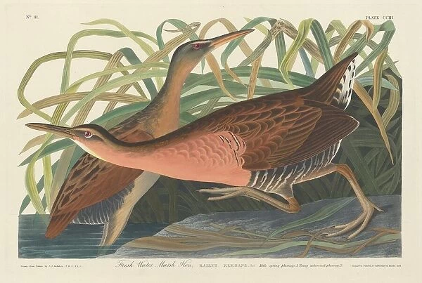 Fresh Water Marsh Hen, 1834. Creator: Robert Havell