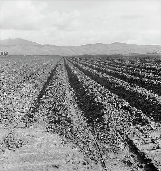 Freshly-plowed sugar beet field near King City, scale of farm operations in California, 1936. Creator: Dorothea Lange