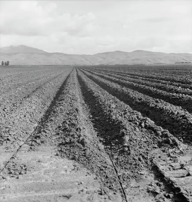 Framed Print : Freshly-plowed sugar beet field near King City, scale of farm operations in California, 1936. Creator: Dorothea Lange Framed Print : Freshly-plowed sugar beet field near King City, scale of farm operations in California, 1936. Creator: Dorothea Lange