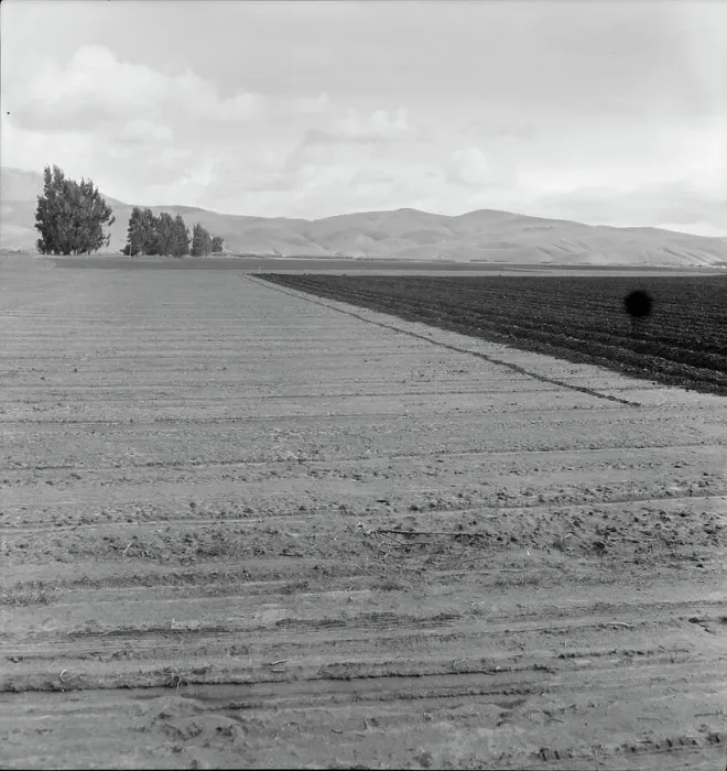 Framed Print : Freshly-plowed sugar beet field near King City, scale of farm operations in California, 1936. Creator: Dorothea Lange Framed Print : Freshly-plowed sugar beet field near King City, scale of farm operations in California, 1936. Creator: Dorothea Lange