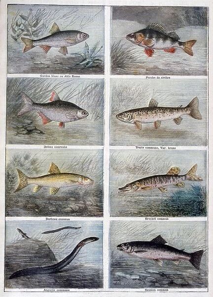 Freshwater fish, 1897. Artist: F Meaulle