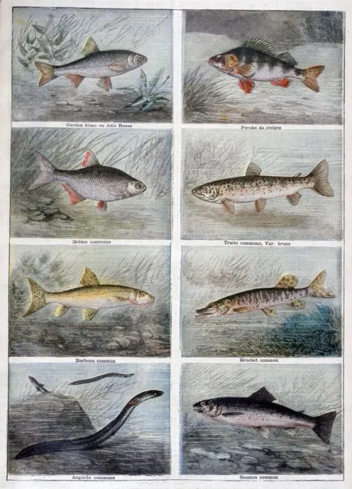 Framed Print : Freshwater fish, 1897. Artist: F Meaulle Framed Print : Freshwater fish, 1897. Artist: F Meaulle