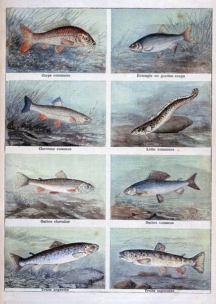 Freshwater fish, 1898. Artist: F Meaulle