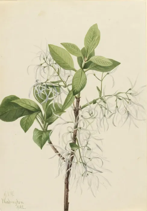 Framed Print : Fringe Tree (Chionanthus virginica), 1922. Creator: Mary Vaux Walcott Framed Print : Fringe Tree (Chionanthus virginica), 1922. Creator: Mary Vaux Walcott