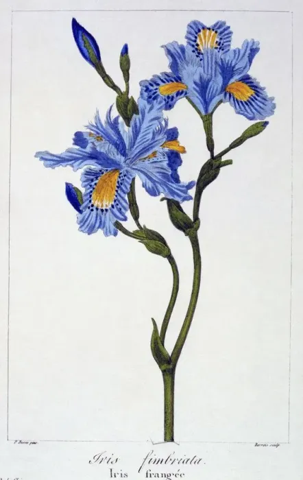 Framed Print : Fringed Iris, pub. 1836. Creator: Panacre Bessa (1772-1846) Framed Print : Fringed Iris, pub. 1836. Creator: Panacre Bessa (1772-1846)
