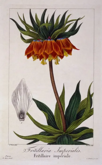 Framed Print : Fritillaria imperialis, pub. 1836. Creator: Panacre Bessa (1772-1846) Framed Print : Fritillaria imperialis, pub. 1836. Creator: Panacre Bessa (1772-1846)