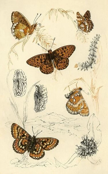 Fritillary butterflies, 19th century. Creator: Unknown