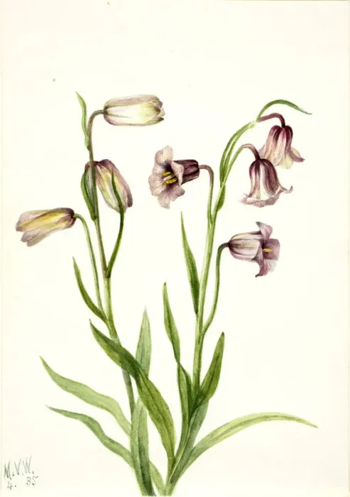 Framed Print : Fritillary (Fritillaria biflora), 1935. Creator: Mary Vaux Walcott Framed Print : Fritillary (Fritillaria biflora), 1935. Creator: Mary Vaux Walcott