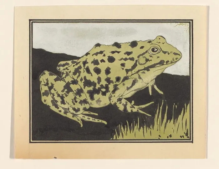 Framed Print : Frog, 1887-1924. Creator: Julie de Graag Framed Print : Frog, 1887-1924. Creator: Julie de Graag