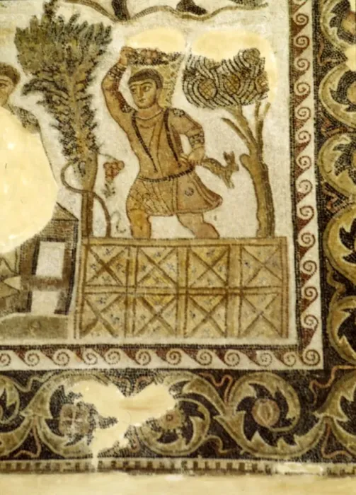 Framed Print : Fruit Collecting and grape treading Mosaic, c3rd century Framed Print : Fruit Collecting and grape treading Mosaic, c3rd century