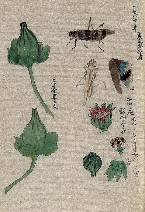 Framed Print : Fruit and floral segments of a plant of the Papaveraceae family and a grasshopper. Creator: Unknown Framed Print : Fruit and floral segments of a plant of the Papaveraceae family and a grasshopper. Creator: Unknown