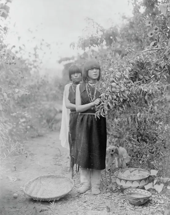 Framed Print : The fruit gatherers, c1905. Creator: Edward Sheriff Curtis Framed Print : The fruit gatherers, c1905. Creator: Edward Sheriff Curtis