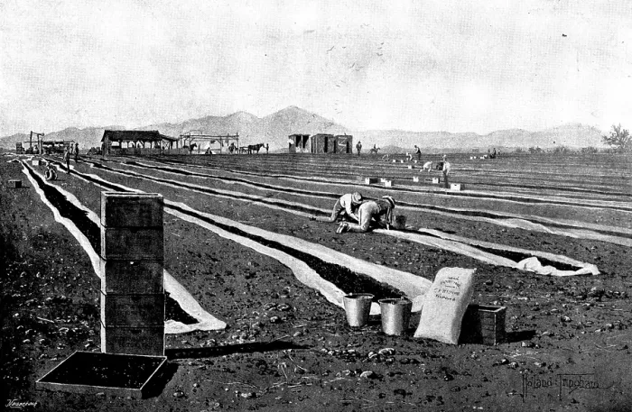 Framed Print : Fruit-Growing in California: drying prunes, 1895. Creator: George Meisenbach Framed Print : Fruit-Growing in California: drying prunes, 1895. Creator: George Meisenbach