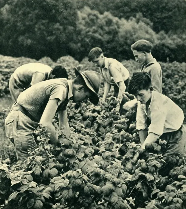Framed Print : Fruit Picking in War Time, 1944. Creator: Unknown Framed Print : Fruit Picking in War Time, 1944. Creator: Unknown