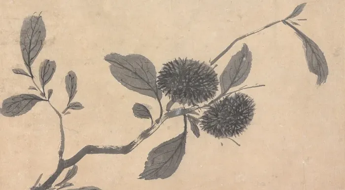 Framed Print : Fruit, unknown date, c1450-1509. Creator: Shen Zhou Framed Print : Fruit, unknown date, c1450-1509. Creator: Shen Zhou