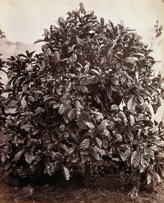 Framed Print : A fruiting coffee tree (Coffea arabica), c1860s. Creator: Unknown Framed Print : A fruiting coffee tree (Coffea arabica), c1860s. Creator: Unknown