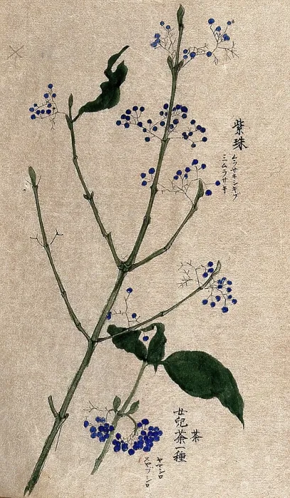 Framed Print : A fruiting plant, possibly a Callicarpa species. Creator: Unknown Framed Print : A fruiting plant, possibly a Callicarpa species. Creator: Unknown