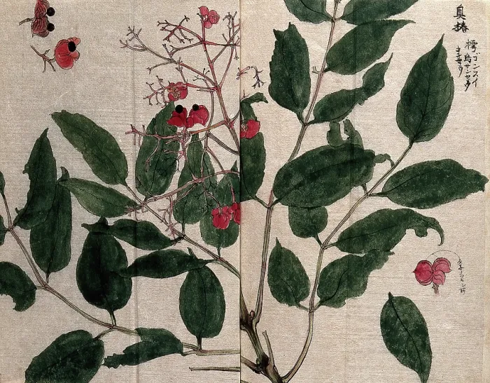 Framed Print : A fruiting plant, possibly of the Flacourtiaceae family. Creator: Unknown Framed Print : A fruiting plant, possibly of the Flacourtiaceae family. Creator: Unknown