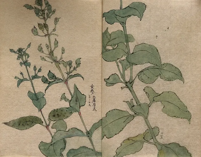 Framed Print : A fruiting plant of the Scrophulariaceae family: stem in two sections. Creator: Unknown Framed Print : A fruiting plant of the Scrophulariaceae family: stem in two sections. Creator: Unknown